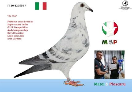 20-556-Cuca Ploscaru-cumparata 300 euro