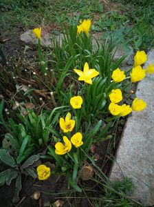 Sternbergia lutea