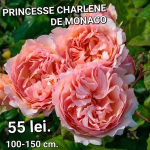 princesse-charlene-de-monaco-1_1080x