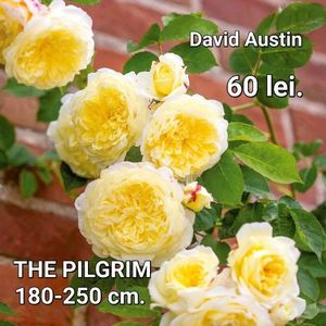 the-pilgrim-rose-1_900x