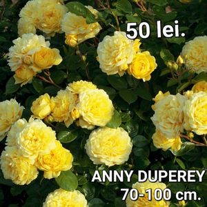 1361a_rosier_anny_duperey_meitongas-mi-t1000_1