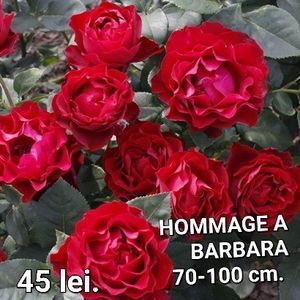 ff58d9f2fdd64ddda8d93afa07fd5ebd
