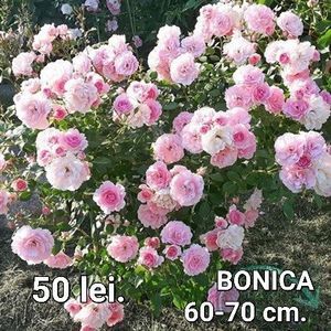 876a75aa60e249a6b832daa633e0b3ef
