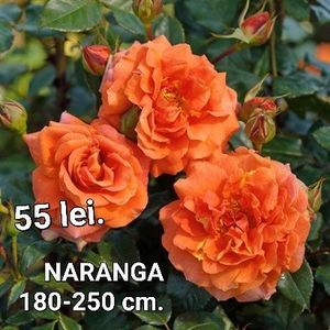 42c3d322f4ef4ff9b632754b58877bc9