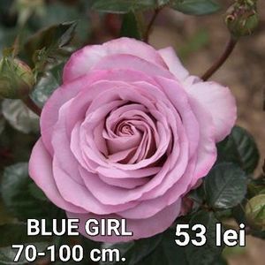 efe5cafbf19744a38bdb914307efb91d