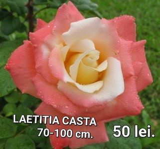 89283606e61e490e9712ef0d54af6057