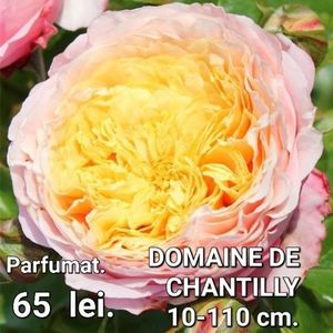 Domaine-de-Chantilly-2_1080x