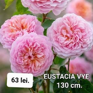 6785cdc31a6d4d80815f93cb8b83c871