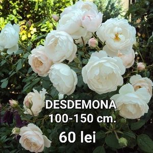 7462ac2af8964cf796df983edbe4d533