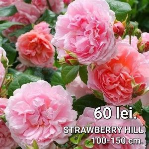 fbed3ec746da40b392e501ab0cafa925