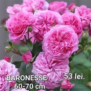 26d7be5f995e4a8cb751b1ddb5508891