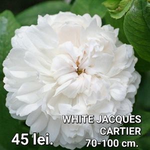 149455a821c2406281d1e5d67ee484c3