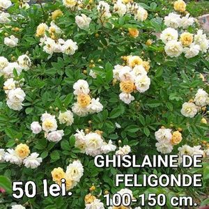 2de197d3f8fd4caa9782d974ece82e22