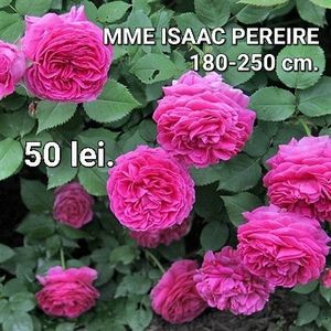1ae16c9cd7dd4f8183a27c53da94bbd9-1