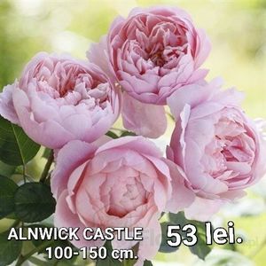 8136ff68088648d8bb3c281b0f6ab946