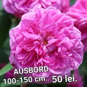 e150e69360f246fda4ad3e49fc24079c