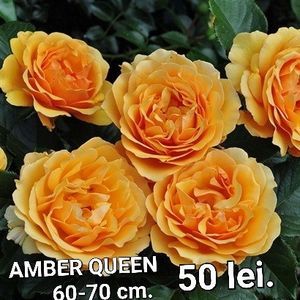 1a23df25d8c74661bea739b3acd563ec