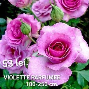 3506a07f766b4b33bc3467406508d64f