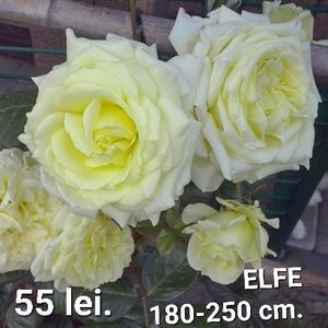 96ced6f52aae47ce8c0e5ec36e740a6c