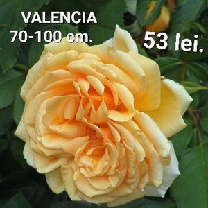 2b77b060d99b4108beaaf317a95158c6