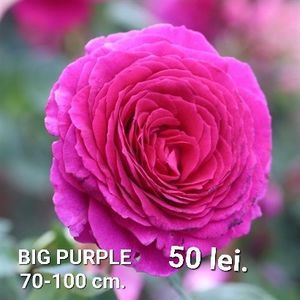 e4c6bc43389c4d50ae9e0e926942298f