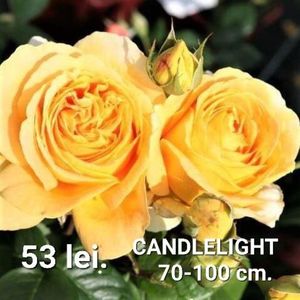 candleleight-2_1080x