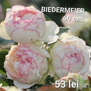 d45d3cf05de441468e2aeb2b1f243857