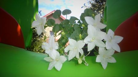 Campanula isophilla,abia sosita...calde multumiri si pentru ea!