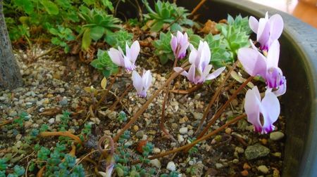 1 sept. 2022 - Cyclamen hederifolium (Italia)