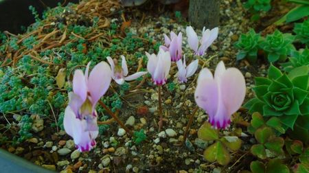 1 sept. 2022 - Cyclamen hederifolium (Italia)