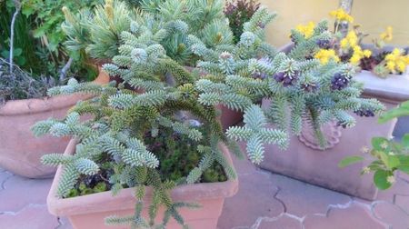 Abies pinsapo 'Horstmann'- selectie germana (1978)