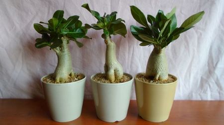 Grup de 3 Adenium obesum; Adenium arabicum cv. Tiny ding-dong
Adenium arabicum cv. Black pearl
Adenium thai socotranum cv. Golden crown
