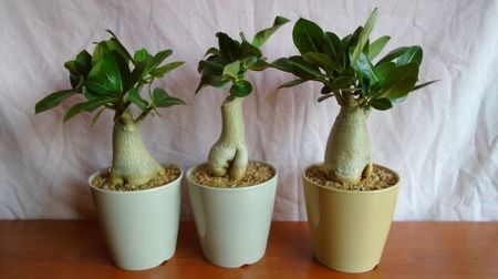 Grup de 3 Adenium obesum; Adenium arabicum cv. Tiny ding-dong
Adenium arabicum cv. Black pearl
Adenium thai socotranum cv. Golden crown
