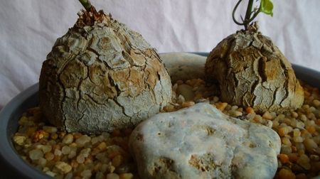 Dioscorea elephantipes, Africa de Sud