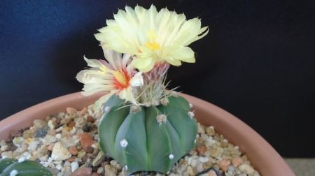 Astrophytum asterias cv. Ooibo Kabuto
