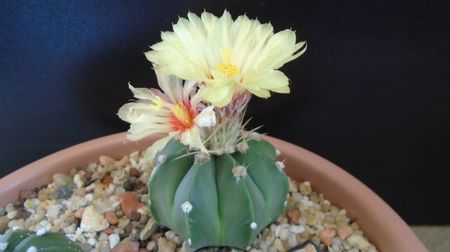 Astrophytum asterias cv. Ooibo Kabuto