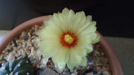 Astrophytum asterias cv. Ooibo Kabuto