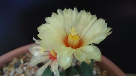 Astrophytum asterias cv. Ooibo Kabuto