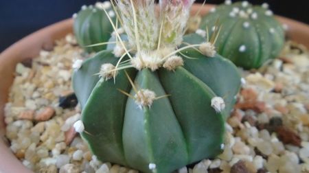 Astrophytum asterias cv. Ooibo Kabuto
