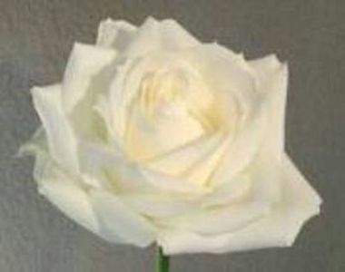 61348547_RRIELJN3-1
