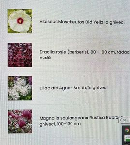 2F1024FD-57C8-4840-B38C-D82DEDB969C8; Florapris.ro
