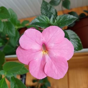 Jay Dee Pink