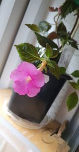 received_805212043945339