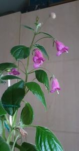 received_2094353237403501