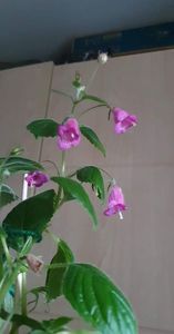 received_412766687644523
