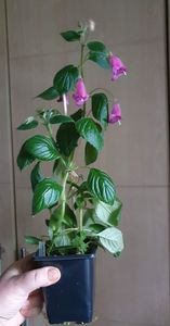 received_496032025383271