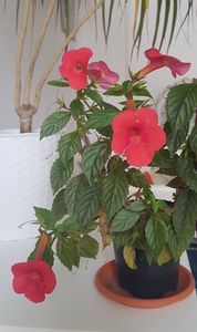 Atat a ramas...ceed ca sunt ultimele poze