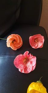 received_1030664930936244