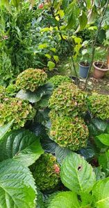 received_5460770530672680