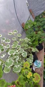 received_609245243990968